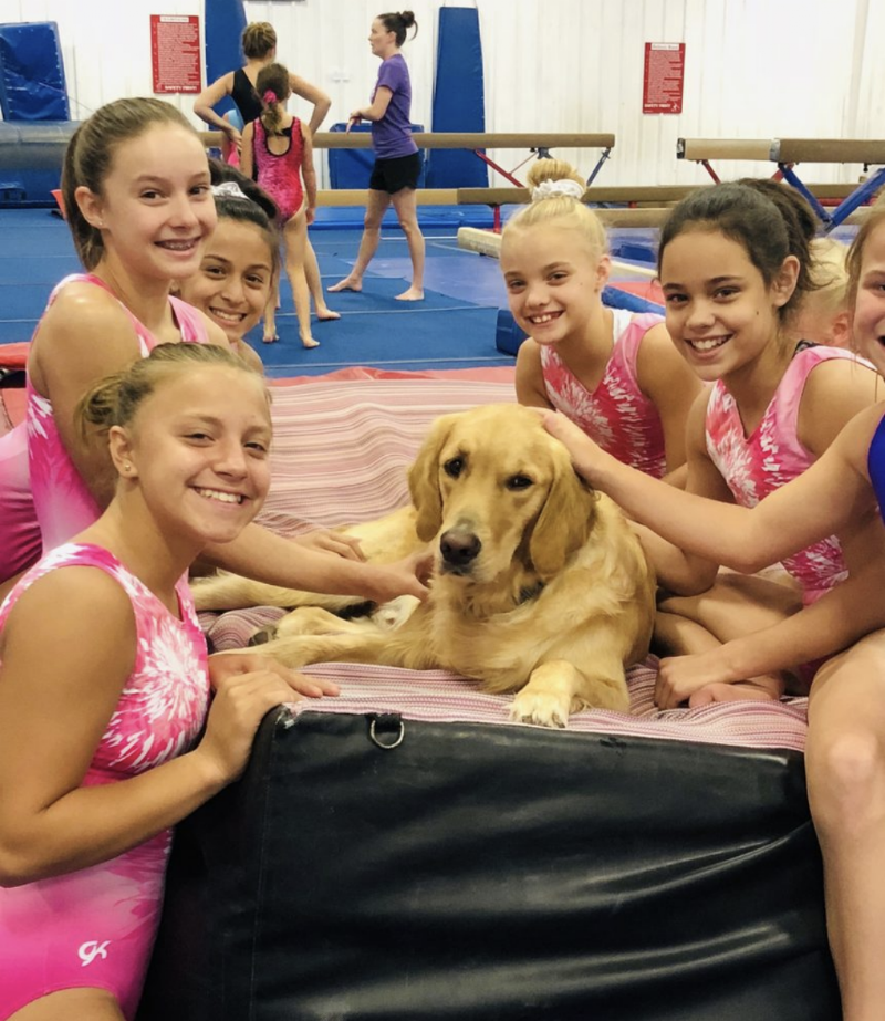 American Gymnastics Academy photo 2