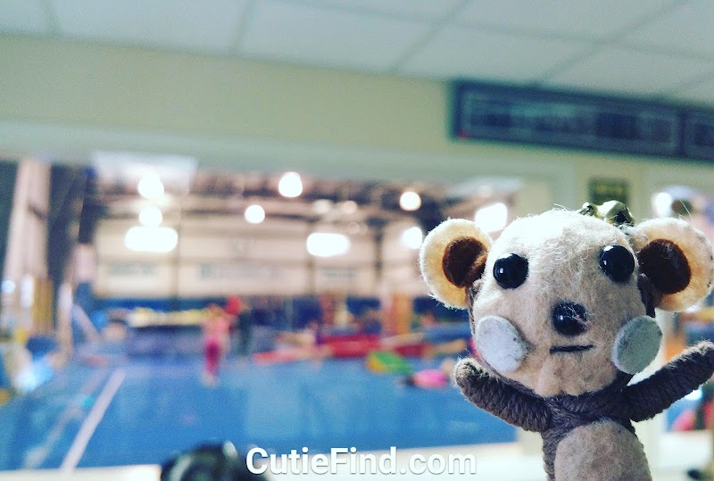Gymnastics Inc. photo 3