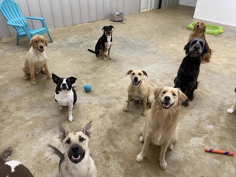 Dawg House Gymnastics photo 3