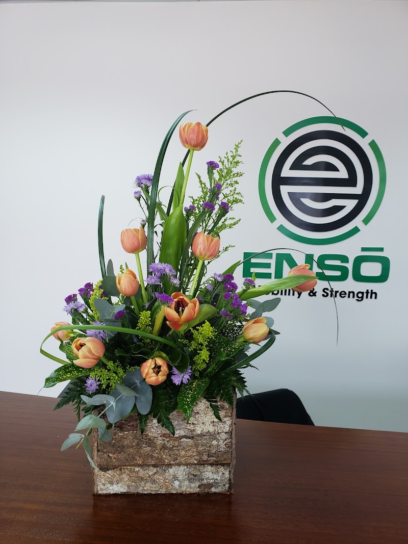 Enso Elite photo 3